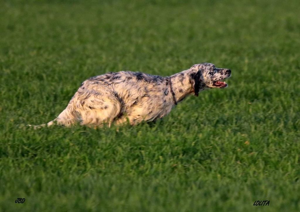 Les Setter Anglais de l'affixe Des Chevaucheurs Du Vent