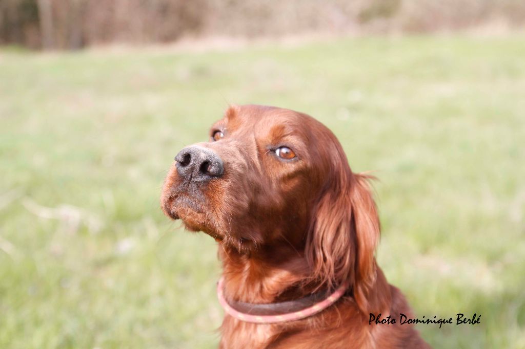 Les Setter irlandais rouge de l'affixe Des Chevaucheurs Du Vent