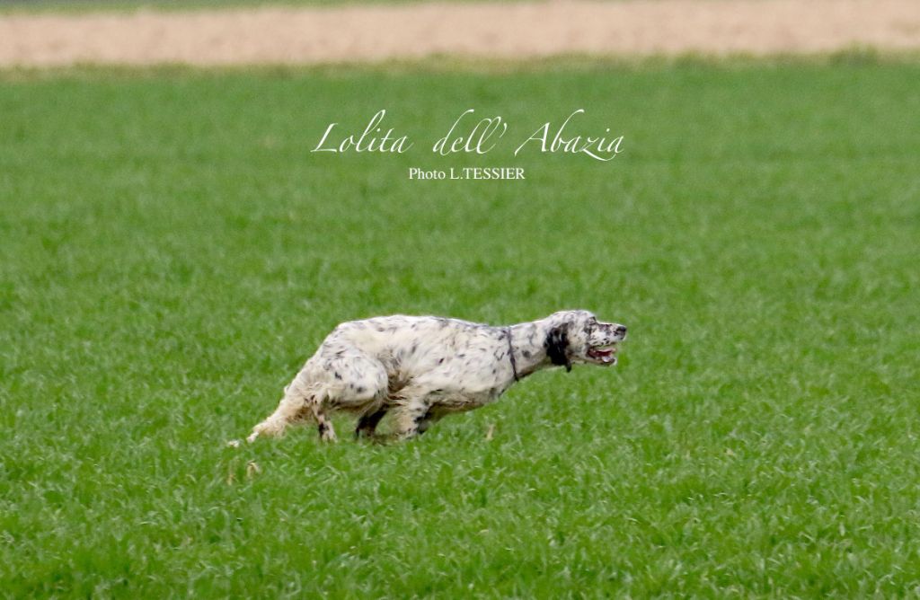 CH. Lolita dell'abazia